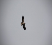 2013 03 23 RedWing 011